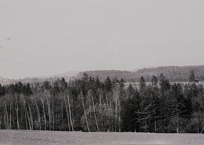 Black-and-white landscape featuring leafless deciduous trees in foreground, dense coniferous forest in mid-ground, and rollin...