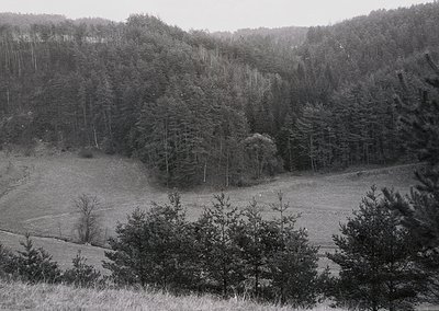 Dense forest landscape with rolling terrain, captured in black-and-white. Tall pine trees dominate the midground, framing a s...