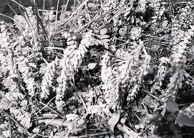 Black-and-white close-up of winter foliage with frost-covered branches and buds. Dense, textured bark and leafless stems crea...