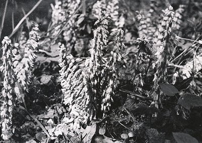 Dense, skeletal tree branches with sparse foliage in late autumn/winter, captured in high-contrast black-and-white. Likely a ...
