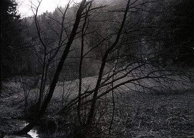 Barren deciduous trees frame a misty riverbank in monochrome, evoking early 20th-century European forest photography. Low-ang...