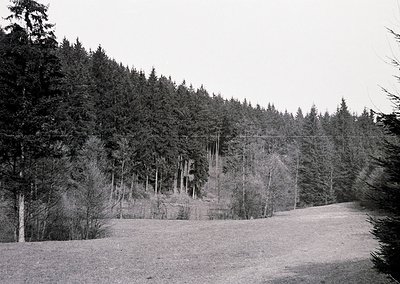 Black-and-white forest scene featuring dense coniferous trees lining a sloped terrain. Bare branches suggest late winter or e...