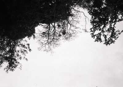 Symmetrical tree reflections in shallow water, high-contrast monochrome. Abstract composition evokes minimalist nature photog...