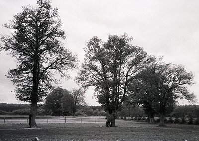 Symmetrical pine tree reflections in still water, framed by distant road and fence. Black-and-white composition captures sere...