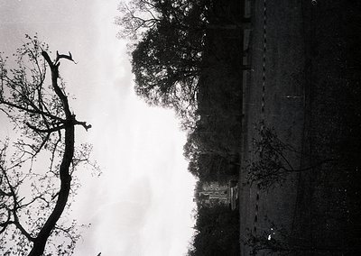 High-contrast black-and-white reflection of leafless trees in wet pavement, mirroring a distant building. Urban landscape wit...