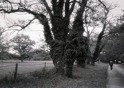 Black-and-white landscape featuring mature trees with gnarled trunks and dense foliage framing a rural pathway. A lone figure...