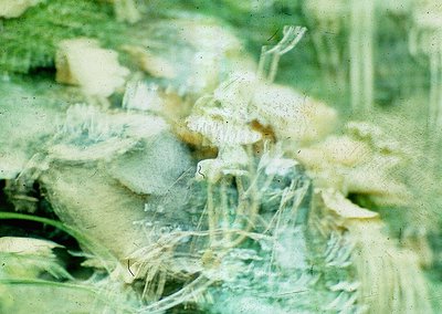 Vintage close-up of blurred, abstract floral textures with muted greens and whites, likely a 35mm slide or film scan. Distinc...