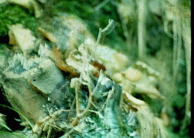 Vintage close-up of rusted metal mesh with tangled plant growth, likely industrial or agricultural. Distorted color tones sug...
