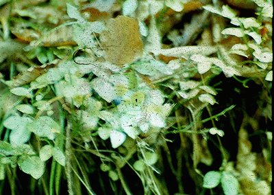 Vintage close-up of faded, aged foliage with a single blackened leaf fragment and dust specks. Likely 1970s–1980s slide film ...