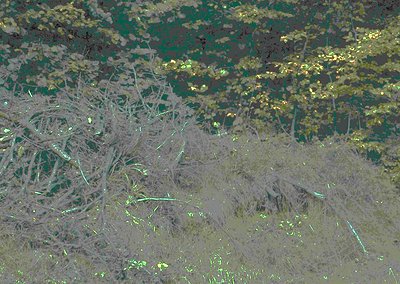 Dense, overgrown vegetation with sparse sunlight filtering through. Dry, leafless branches dominate foreground; vibrant green...