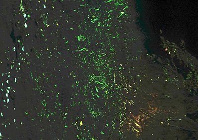 Close-up of bioluminescent algae or plankton covering a dark, wet surface, likely a beach or coastal rock. Glowing green patc...