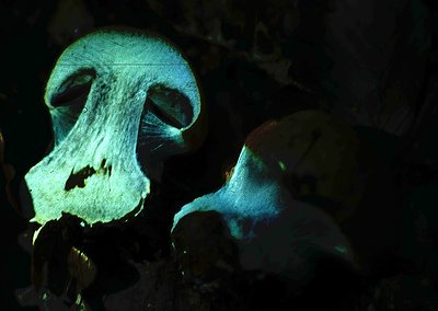 Close-up of a **bioluminescent mushroom** (likely *Mycena chlorophos* or similar) emitting soft green-blue light in a dark fo...