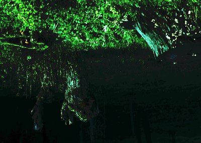 Bioluminescent algae illuminating a dark forest canopy, likely in a coastal or tropical setting. The glowing green hue sugges...