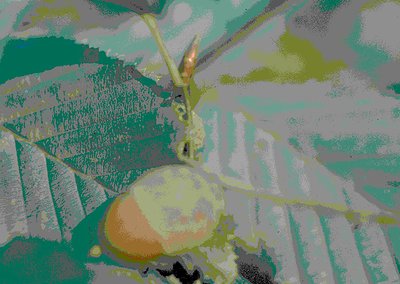 Abstract digital art featuring a stylized, monochromatic landscape with a prominent orange fruit (likely a citrus) in the for...
