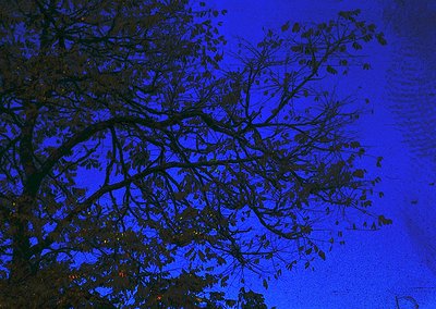 Silhouetted tree branches against a deep blue twilight sky, likely autumnal due to sparse foliage. Natural light creates dram...