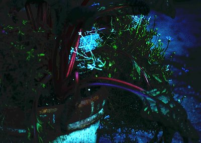 Underwater scene featuring vibrant coral and marine life illuminated by blue lighting. Red and purple anemones contrast with ...