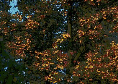 Close-up of autumn foliage transitioning from green to vibrant yellow and red hues. Dense canopy with dappled light filtering...