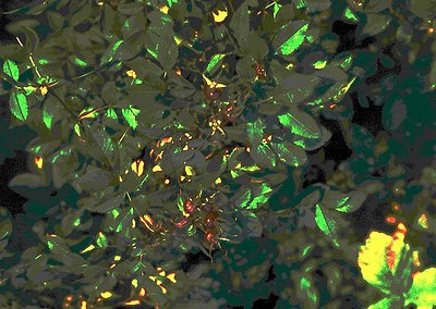 Close-up of autumn foliage with vibrant green, yellow, and orange hues. Reflective surface captures distorted, fragmented lea...