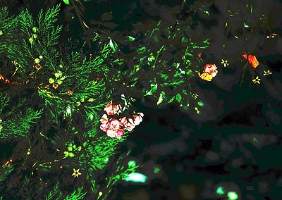 Close-up of aquatic flora: submerged green foliage with pink and yellow blooms, likely water lilies and lotus. Reflections cr...