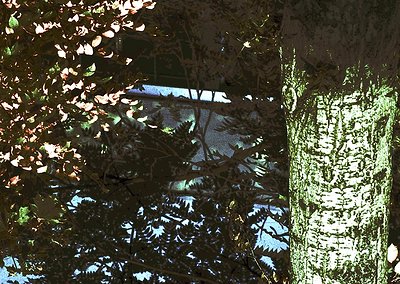 Sunlight filters through dense foliage, casting intricate patterns on a reflective surface—likely water or a wet surface—belo...