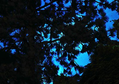 Silhouetted pine branches frame a vivid blue sky, creating striking geometric light patterns. Likely captured during golden h...
