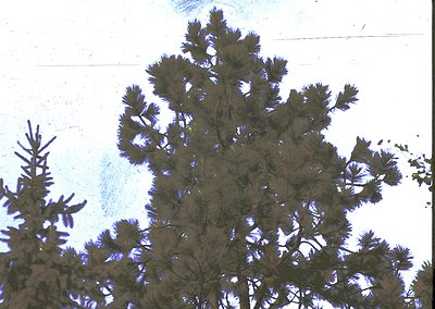 Coniferous forest canopy with dense, needle-like foliage under diffused light. Likely a pine or spruce species. Image appears...