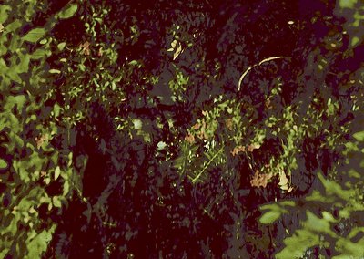 Vintage sepia-toned photo of dense, overgrown foliage with blurred human figure partially obscured. Likely mid-20th century n...