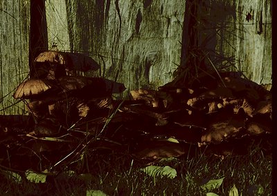 Cluster of mature **chanterelle mushrooms** (*Cantharellus* spp.) growing in dense forest undergrowth. Rich, earthy tones con...