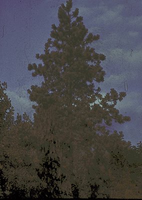 Vintage sepia-toned photograph of a lone evergreen tree against a stormy sky, likely captured on glass negative. The tree’s s...