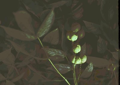 Close-up of a plant with elongated, dark burgundy leaves and small, pale green heart-shaped buds emerging. Contrast highlight...