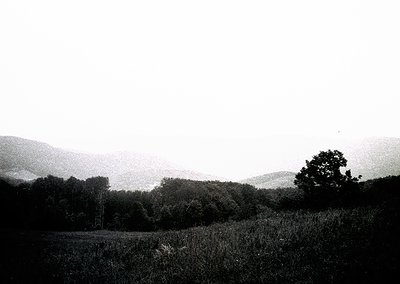 Vintage black-and-white landscape featuring misty, rolling hills and dense forest. Low-angle composition highlights tall reed...