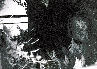 Vintage black-and-white shadow play on textured surface, featuring fern fronds casting intricate patterns. Likely mid-20th ce...