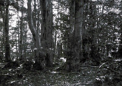 Mature deciduous forest floor with dense tree trunks and fallen branches, captured in monochrome. Sunlight filters through ga...