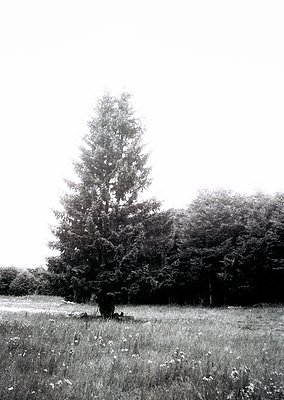 Isolated deciduous tree dominates open grassland, framed by dense forest in background. Black-and-white monochrome captures t...