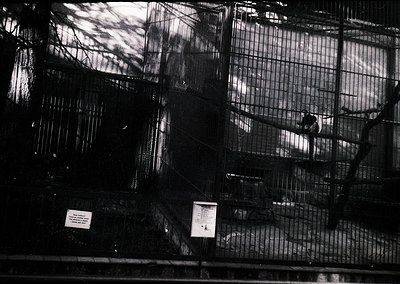 Black-and-white shot of a 1960s-70s zoo enclosure featuring a lone giraffe in a multi-level wire habitat. Informational plaqu...
