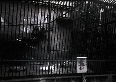 Black-and-white shot of a person in a metal cage, leaning against bars with a sign reading "No Smoking" in the foreground. In...