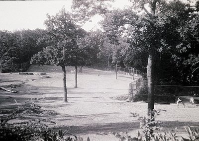 Black-and-white shot of a quiet urban park pathway, flanked by mature trees and metal fencing. Concrete benches and a small p...