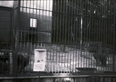 Industrial-era animal enclosure with metal bars and concrete flooring. Poster on fence reads *"Zoo Sofia"* in Cyrillic, sugge...