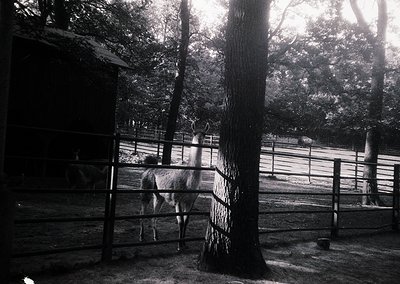Black-and-white photo of a llama standing near a wooden fence in a shaded enclosure, surrounded by mature trees. The enclosur...