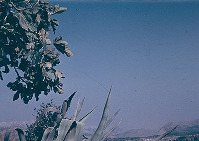 Vintage aerial view of arid landscape with sparse vegetation: broadleaf plant (likely olive) and tall, spiky succulents under...