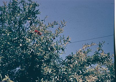 Vintage sepia-toned photo of dense, leafy shrubs with a single red flower, likely a rose, in full bloom. Overhead power lines...