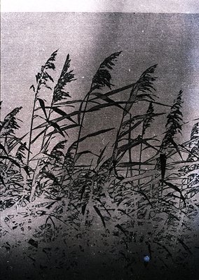 Vintage sepia-toned wetland scene with tall reeds and grasses bent by wind, likely captured via early photography. Reflection...