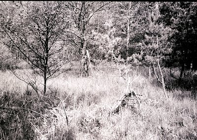 High-contrast black-and-white shot of a rural landscape featuring sparse deciduous trees and tall grass, likely autumn/winter...