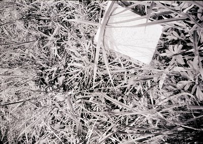 Close-up of frost-covered reeds and grass in winter, forming intricate crystalline patterns. The delicate ice structures sugg...