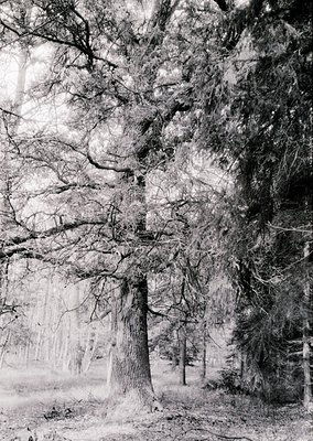 Vintage black-and-white forest scene featuring a dominant, leafless tree trunk with intricate bark texture and sprawling bran...