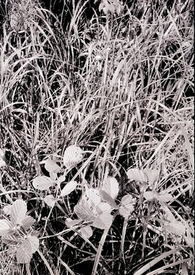 Close-up of delicate white dandelions blooming through tall, dry grasses in monochrome. Natural light enhances texture and co...