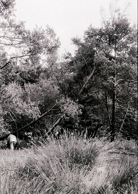 Black-and-white forest scene featuring a lone sheep grazing among tall grasses and fallen branches. Dense pine trees dominate...