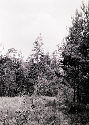 Tall, dense coniferous forest with sparse underbrush, captured in monochrome. Sunlight filters through the canopy, creating d...