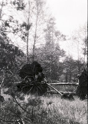 Monochrome forest scene featuring fallen pine branches and trunks amid tall grass. Dense coniferous trees frame the backgroun...