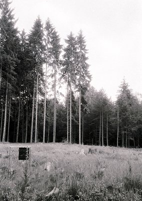 Tall, evenly spaced coniferous trees dominate this monochrome forest clearing, likely planted in an orderly agricultural or r...
